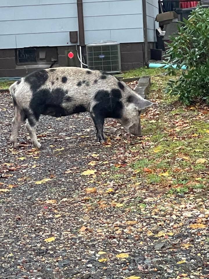 Missing pig found wandering in South Jersey