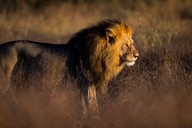 No es el león: revelan cuál es el depredador más temido para los animales salvajes en África