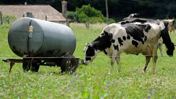 El Gobierno rechaza la vacunación en Galicia contra la dermatosis nodular