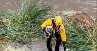 Firefighters rescue stranded pup from rising floodwaters in Southern California