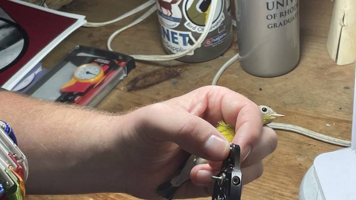 How a RI research station is helping shed light on bird migration