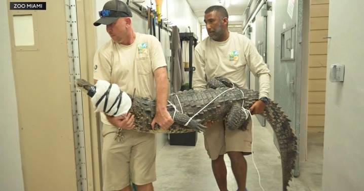 Florida crocodile found speared and shot in the Keys recovering after rescue by Zoo Miami