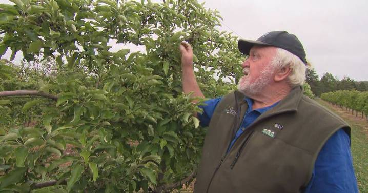 Sydney news: A mysterious apple shortage hitting a historic orchard