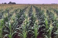 Sube importación de sorgo ¡2,728%!