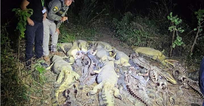 Hallan más de 40 caimanes muertos y sin cuero en Bolivia
