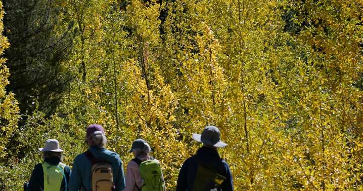 Colorado mountain towns see limited economic boost from fall leaf