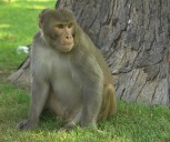 Frantic Search For Monkeys Comes After Tulane University Research Lab Truck Crashes