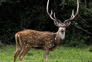 Ciervos axis atacan huertas de la zona Sur