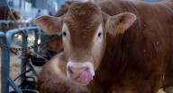 Extremadura prohíbe el ganado en ferias y romerías para evitar la dermatosis nodular