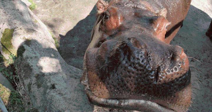 ‘Big and beautiful’: 39-year-old river hippo euthanized at Toronto Zoo