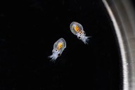 Octopus explosion: Birch Aquarium welcomes thousands of hatchlings