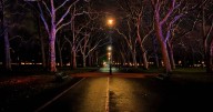 The ‘haunted’ trees in Hyde Park where ghosts lured Victorians to their deaths