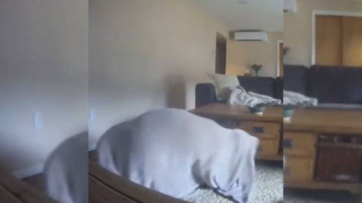 Student In Massachusetts Checks Pet Cam And Catches Her Dog In A Hilariously Chaotic Scene