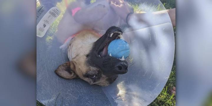 ‘He wanted his ball’: Roam’s handler gives update as Colorado Springs K9 returns home