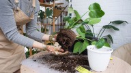 Stop making this fall houseplant mistake — keep them thriving with 7 pro tips