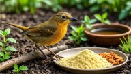 Los horneros irán en masa tu patio todos los días en noviembre si dejás 2 productos naturales en una bandeja