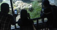 Government shutdown shutters Smithsonian museums and National Zoo