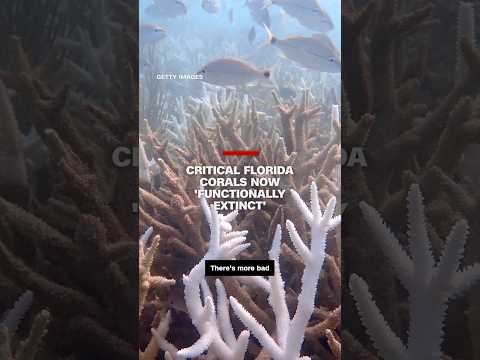 Critical Florida corals now 'functionally extinct'