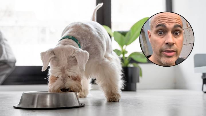 Ryocan, experto en perros: “Agregarle agua al alimento puede evitarle una torsión de estómago”