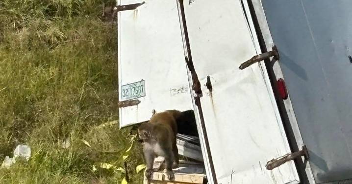 Monkeys escape after truck overturns on Mississippi highway, 1 still missing