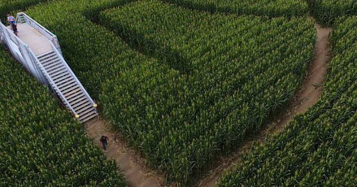 Cornfield labyrinth invites people to get lost in maize