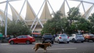 MCD is rounding up sterilised, friendly dogs just for optics