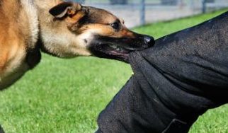 World Para Athletics Championships: Coaches each from Kenya, Japan bitten by stray dog at JLN stadium