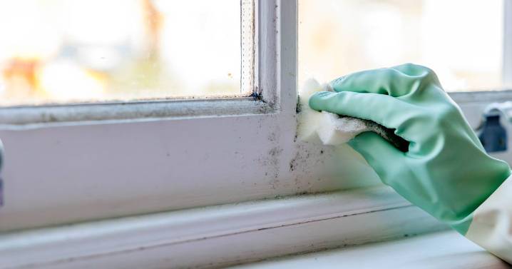 Prevent mould with genius £15 plant which is a life