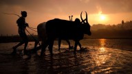 Decline in farmer suicides from 2022, says NCRB; organisations disagree