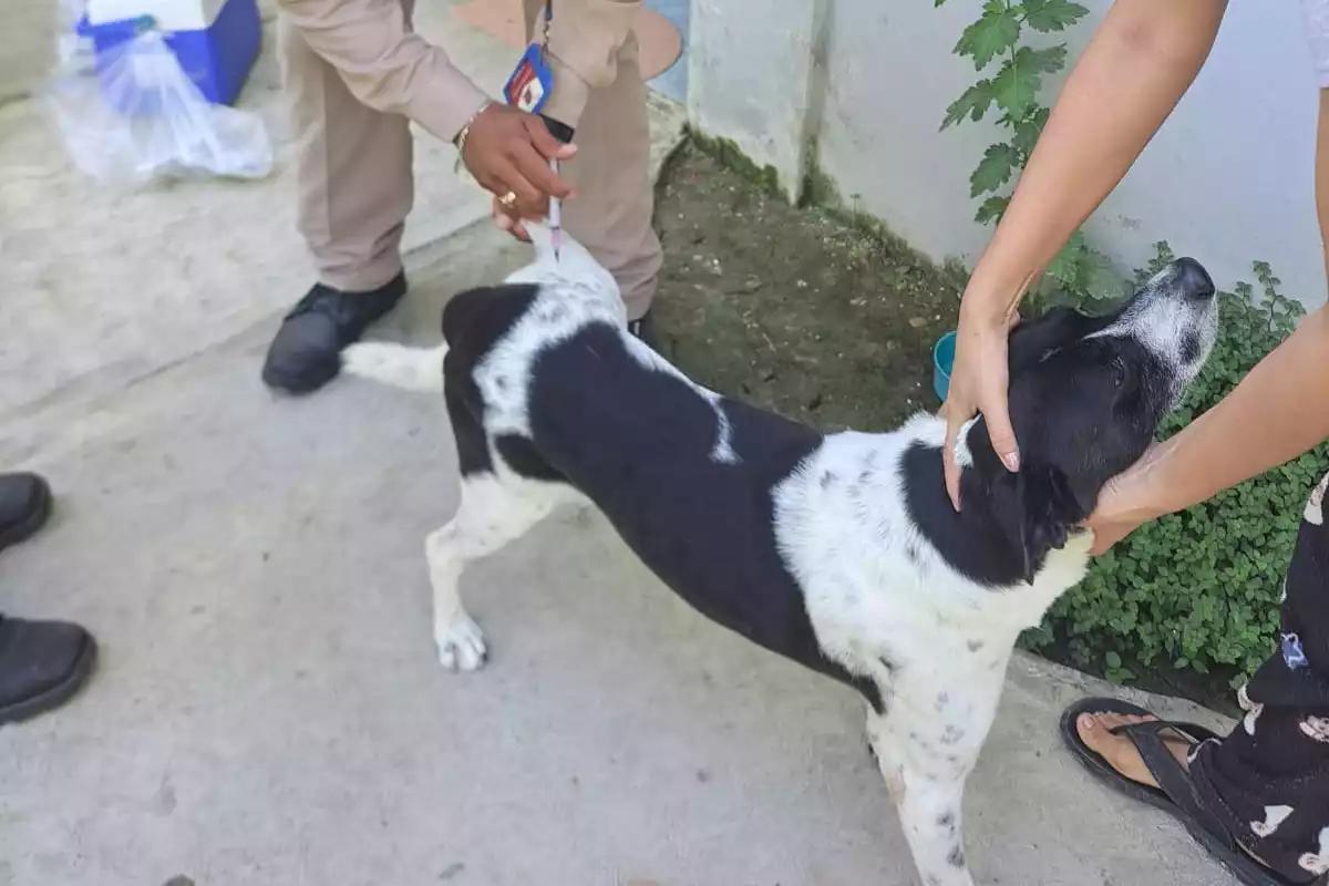 Dónde vacunar a tu mascota contra la rabia este miércoles 22 de octubre en Campeche: sedes, horarios y municipios