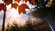 Leaf-peeping season hampered by drought: Fall foliage dropping sooner, showing less color