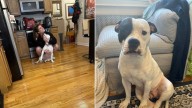 Mama Dog Found Tied To A Fence In New York Wishes For Her Dad’s Love And Comfort