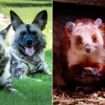 African wild dogs, giant flying squirrels arrive at West Valley’s Wildlife World Zoo
