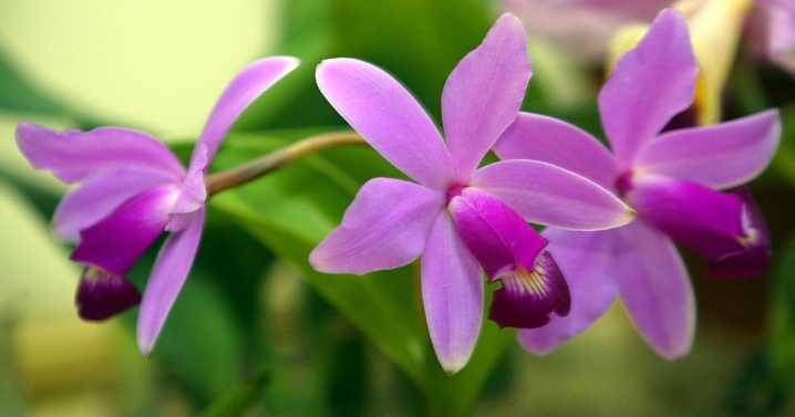 Moyobamba, la Ciudad de las Orquídeas: descubre cuándo será el Festival de la Orquídea 2025 y qué maravillas mostrará