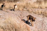 Ataques de perros callejeros dejan dos muertos y un herido en Tecámac