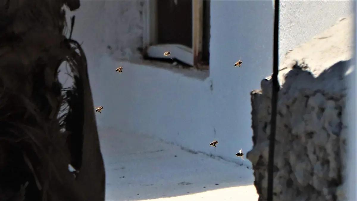 ¡Más de dos décadas! Vecinos de Rinconada Las Palmas sufren por presencia masiva de abejas
