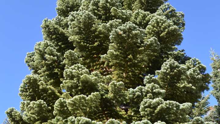 A 53-foot Nevada red fir heads to U.S. Capitol for Christmas