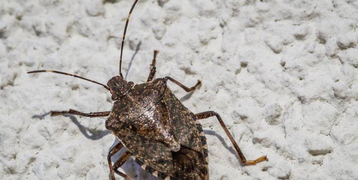 5 Fall Pests That Invade Homes—and Expert Tips to Get Them Out
