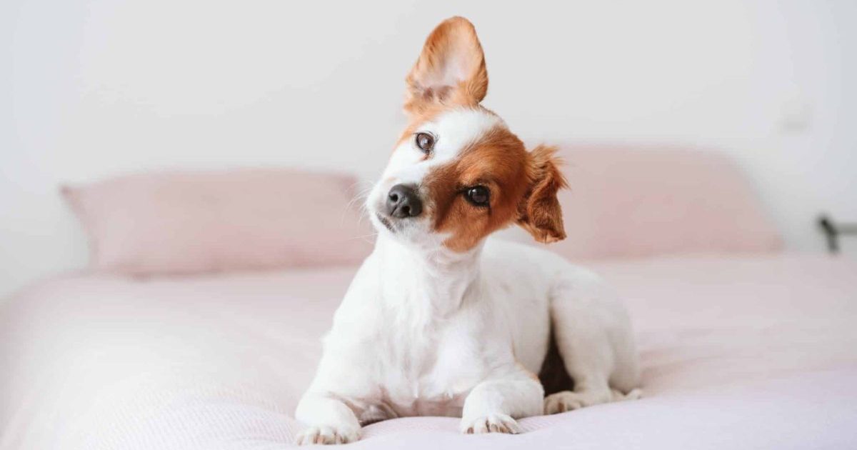11 Ways to Treat & Prevent Ear Infections in Dogs