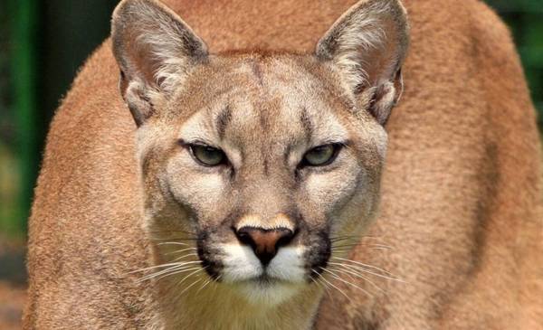 Alarma en Mar Chiquita por un puma suelto