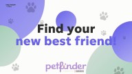 Brevard County dogs and cats available for adoption