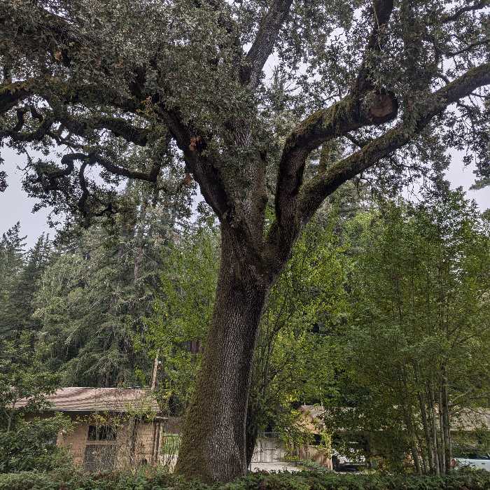 Firewood Literally Grows On Trees
