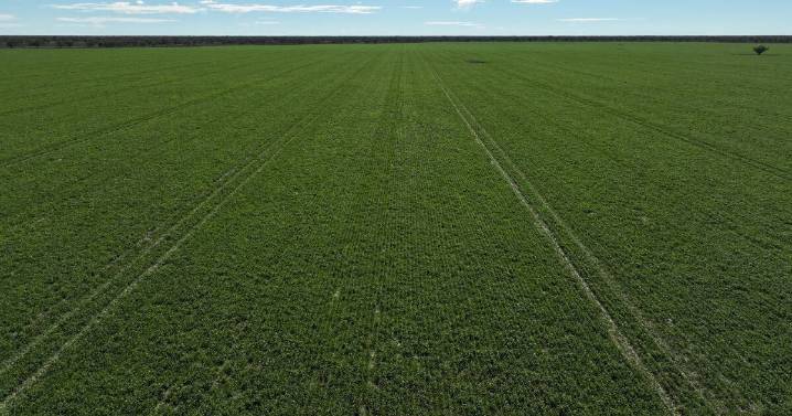 Warrawing: productive NSW farm for sale at $9.5 million