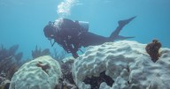 Two Florida coral species declared 'functionally extinct'