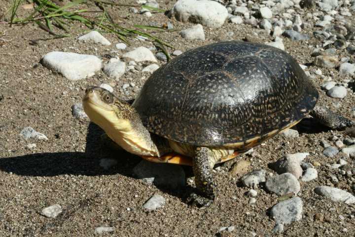 Parks Canada seeks public input for Thousand Islands National Park