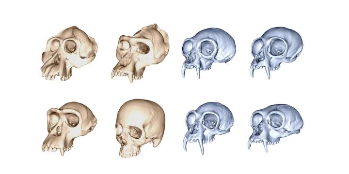 Un estudio plantea que los humanos evolucionaron el doble de rápido que los grandes simios