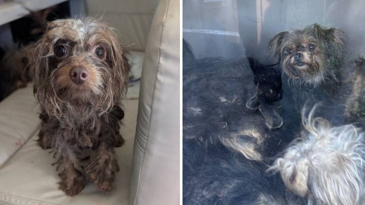 Dozens of neglected dogs rescued from RV in Berks County
