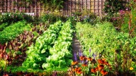 3 cosas que seguro tenés en tu casa y podés usar para empezar tu propia huerta en el jardín