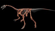 Hallan en La Rioja una nueva especie de dinosaurio, una de las más antiguas del mundo