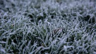 Much of Oregon under frost advisory with temps in 30s